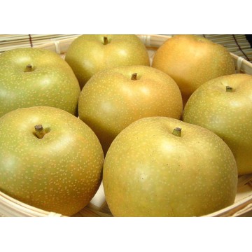 新興牛奶水梨 新上市