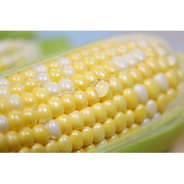 南化小農水果玉米